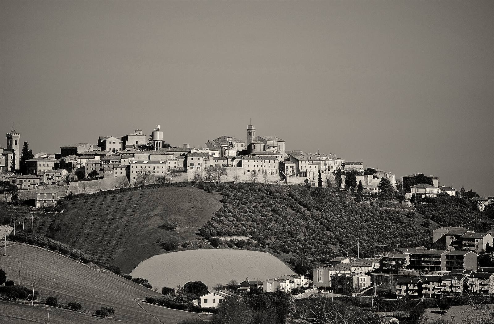 Montelupone sulla sua collina, sopra gli ulivi